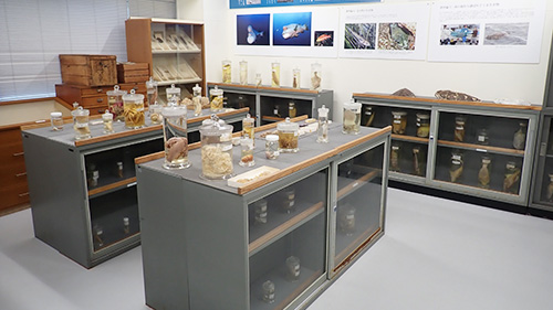 Collections of marine life