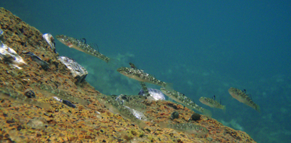 Goby fish migrating into a river from the ocean