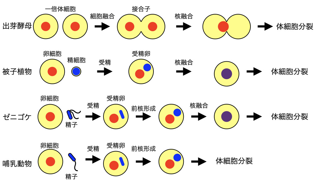 様々な生物の有性生殖過程の核融合