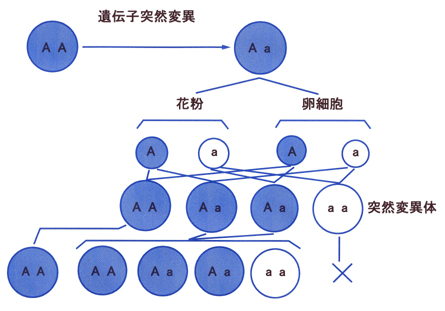 株 読み方 変異