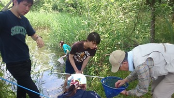 佐潟でのメダカ採取