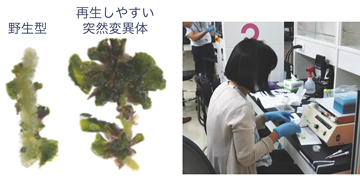 モデル植物シロイヌナズナを用いた分子遺 伝学的および細胞生物学的解析