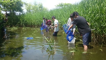 Collecting medaka in Sagata