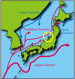 Sea currents around Japan
