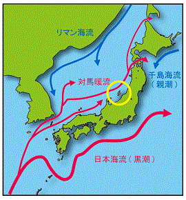 日本近海における海流の分布