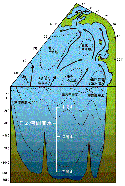 夏季の日本海の水系模式図