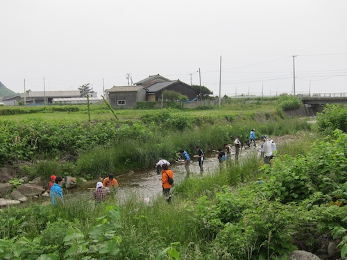 大倉川下流での調査