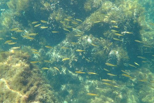 horse mackerel