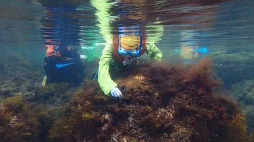 Snorkeling