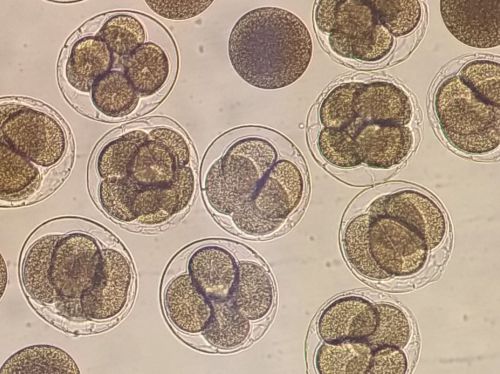 sea urchin embryos