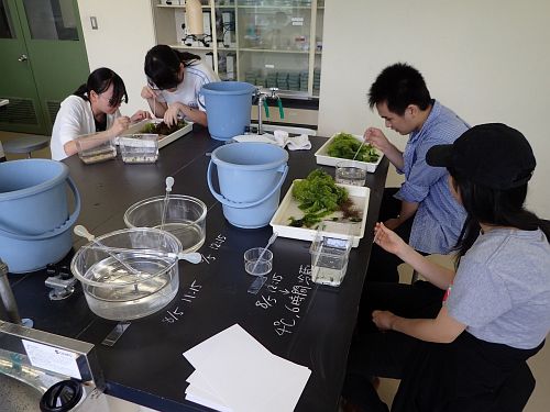 animals in seaweeds