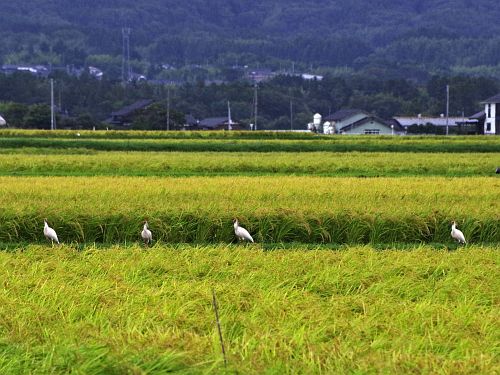 Japanese crested ibis