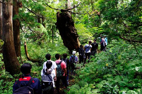 cedar forest