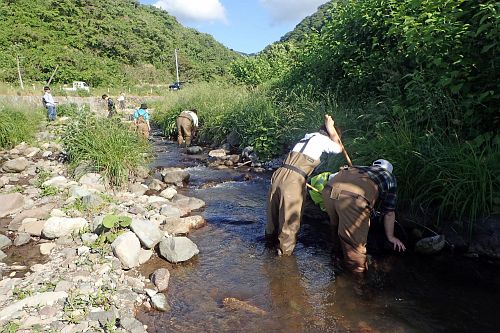 Fish survey