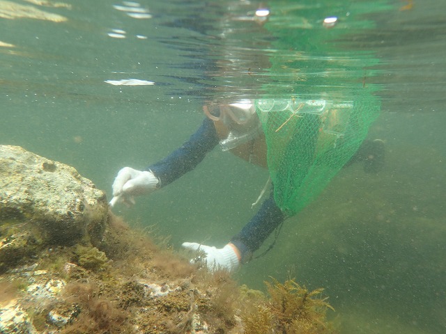 snorkeling