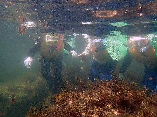 Snorkeling