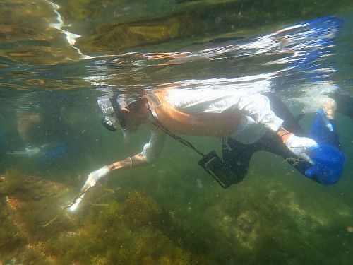 Snorkeling sampling