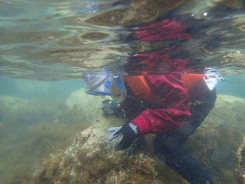 Snorkeling