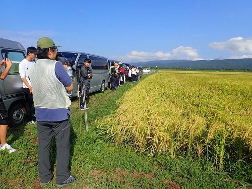 Rice farm