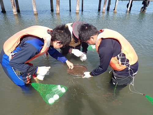 Plankton sampling