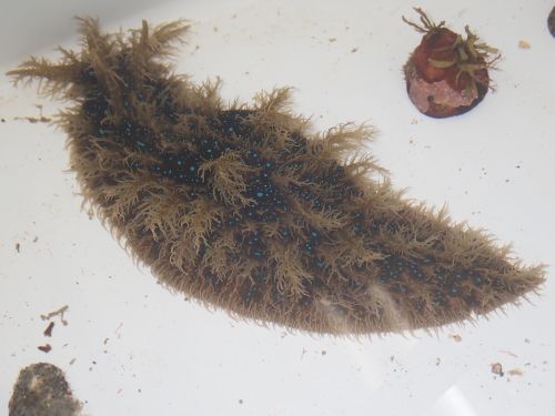 Sea hare