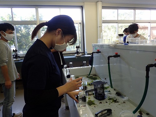 Sea Urchin Development