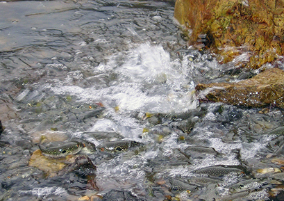 Spawning of grass puffer