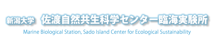 実験所ブログ 新潟大学佐渡自然共生科学センター臨海実験所