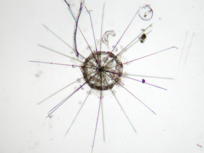 Acanthometron pellucidum