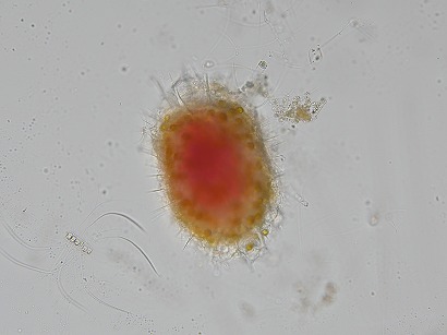 Larcopyle sp.