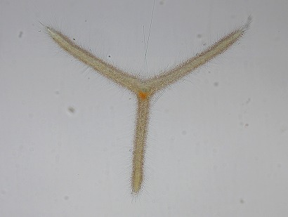 Myelastrum trinibrachium
