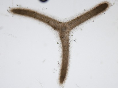 Myelastrum trinibrachium