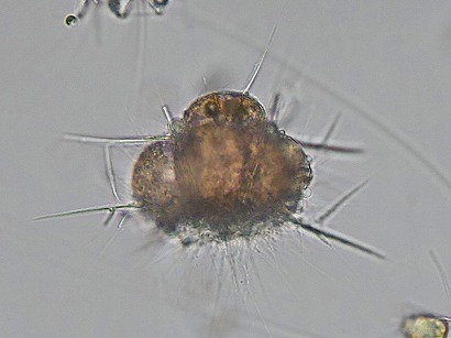 Pseudocubus obeliscus