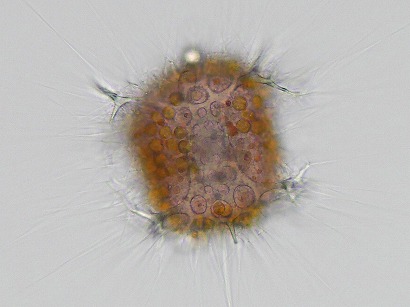 Tetrapyle octacantha
