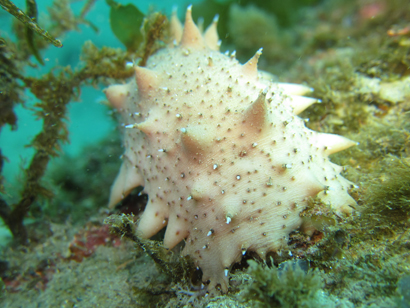 Albino specimen of Apostichopus japonicus