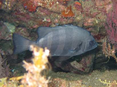 イシダイ若魚