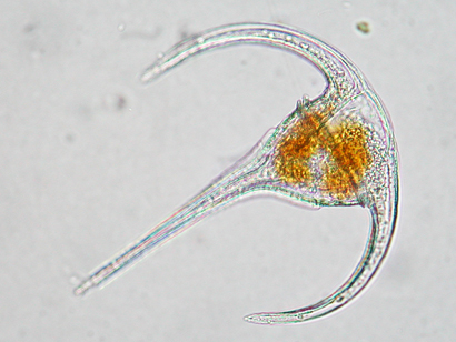 Ceratium sp.