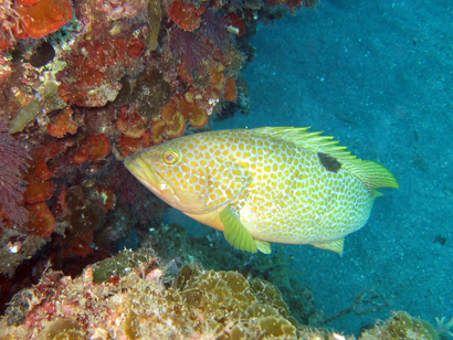 キジハタの成魚