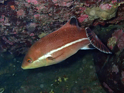 コブダイ若魚