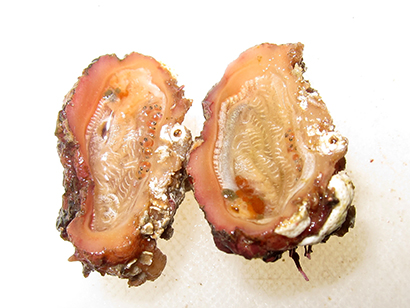 ミハエルボヤ内に産みつけられたキヌカジカの発眼卵