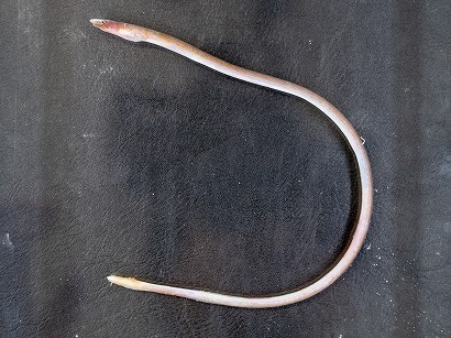 misakiunagi