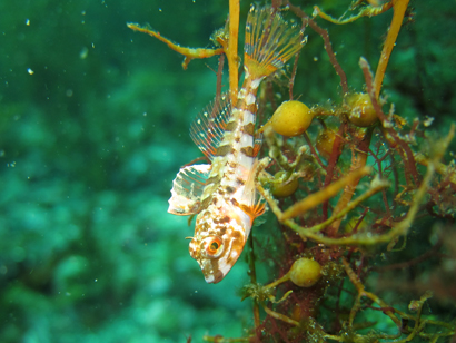 オビアナハゼ若魚