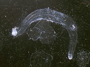 シリキレヒメゾウクラゲ