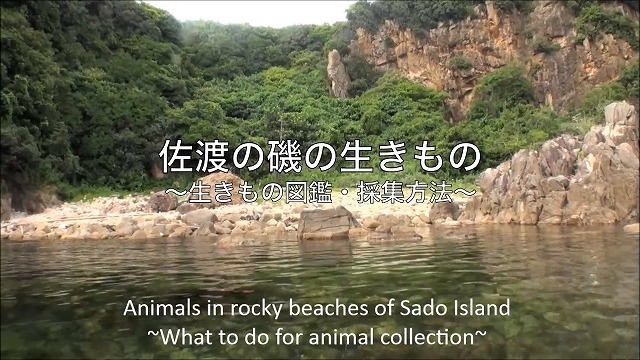 A-1E Animal Collection at Rocky Beaches of Sado Island