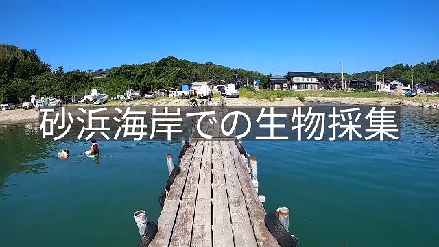 A-2 砂浜海岸での生物採集