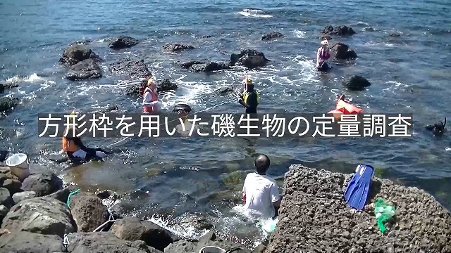 A-3 方形枠を用いた磯生物の定量調査