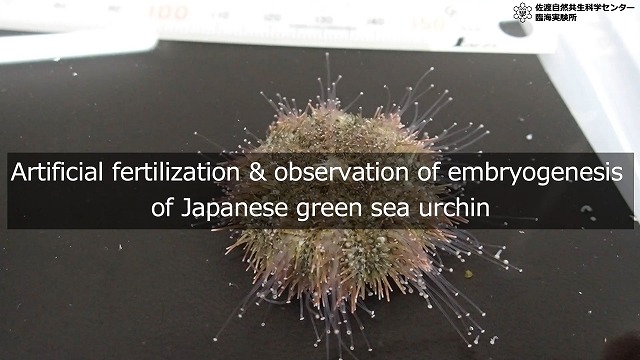 A-5E Experiments for Observing Fertilization and Normal Development of Sea Urchin