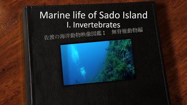 B-1E Marine Invertebrates of Sado Island