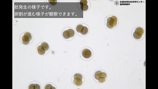 B-2 バフンウニの初期発生